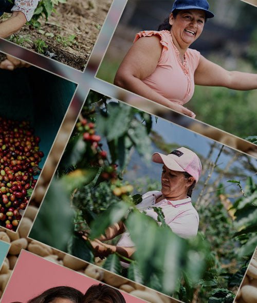 COLOMBIAN WOMEN IN COFFEE: A TRIBUTE TO THE WORLD - Dios Mio Coffee