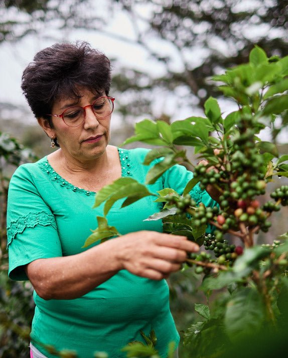 What Makes Colombian Coffee Different? ¡Ay! You'll see it here - Dios Mio Coffee